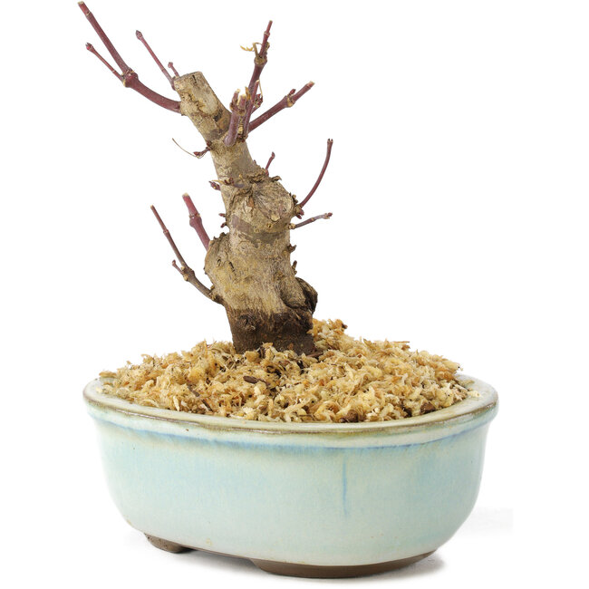 Acer palmatum Deshojo, 14 cm, ± 8 years old