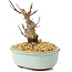 Acer palmatum Deshojo, 14 cm, ± 8 años