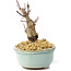 Acer palmatum Deshojo, 14 cm, ± 8 años