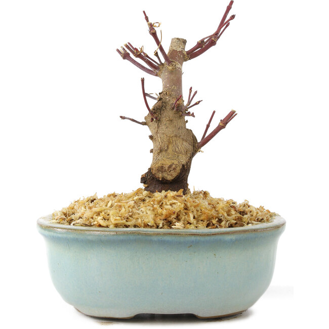 Acer palmatum Deshojo, 14 cm, ± 8 years old