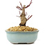 Acer palmatum Deshojo, 14 cm, ± 8 ans