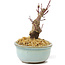 Acer palmatum Deshojo, 14 cm, ± 8 Jahre alt
