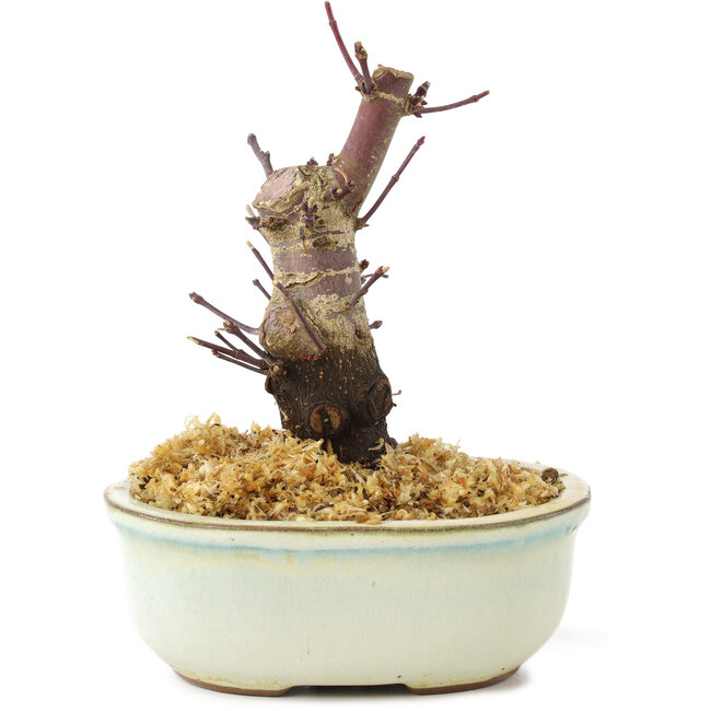 Acer palmatum Deshojo, 14 cm, ± 8 años