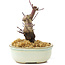 Acer palmatum Deshojo, 14 cm, ± 8 años