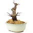 Acer palmatum Deshojo, 14 cm, ± 8 ans