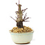 Acer palmatum Deshojo, 14 cm, ± 8 Jahre alt