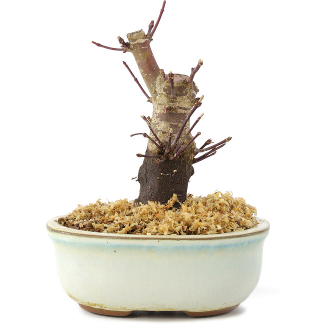 Acer palmatum Deshojo, 14 cm, ± 8 ans