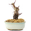 Acer palmatum Deshojo, 14 cm, ± 8 ans