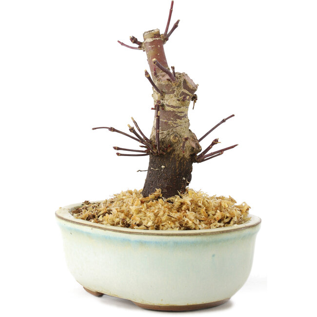 Acer palmatum Deshojo, 14 cm, ± 8 años