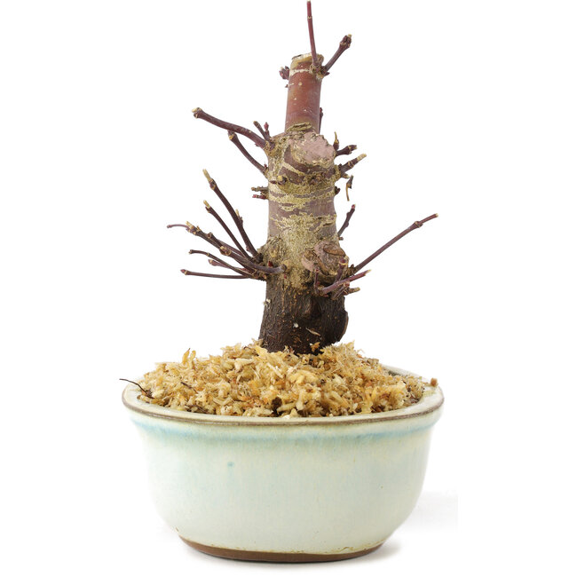 Acer palmatum Deshojo, 14 cm, ± 8 jaar oud