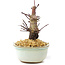 Acer palmatum Deshojo, 14 cm, ± 8 ans