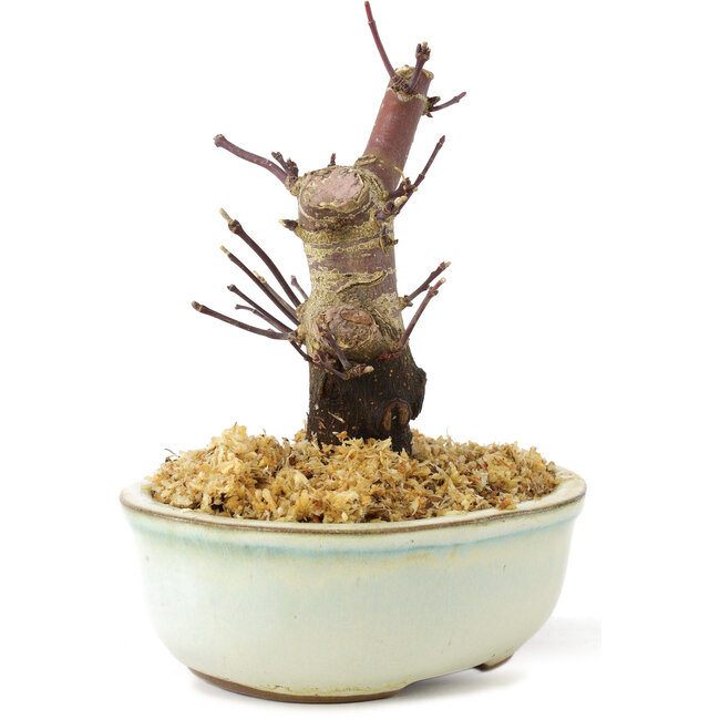 Acer palmatum Deshojo, 14 cm, ± 8 Jahre alt
