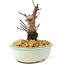Acer palmatum Deshojo, 14 cm, ± 8 años