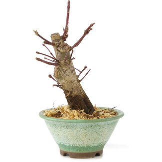 Acer palmatum Deshojo, 14 cm, ± 8 ans