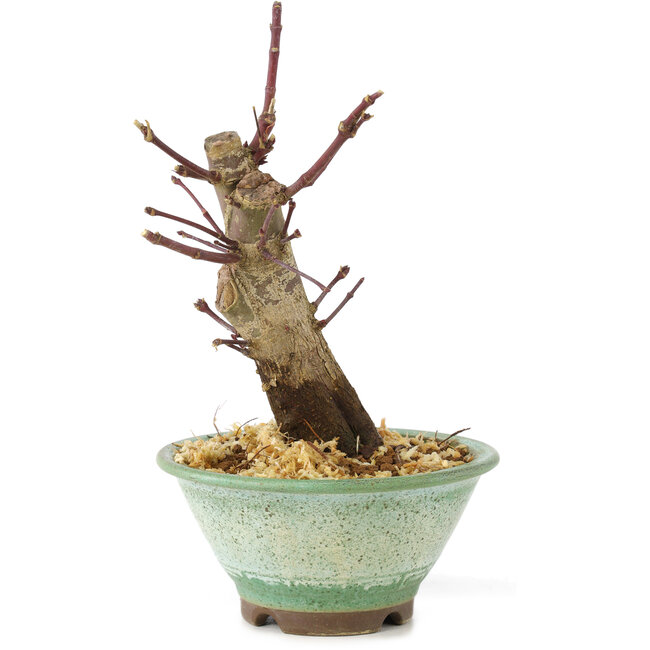 Acer palmatum Deshojo, 14 cm, ± 8 años