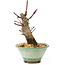 Acer palmatum Deshojo, 14 cm, ± 8 ans