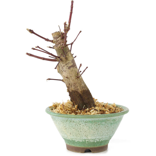 Acer palmatum Deshojo, 14 cm, ± 8 years old