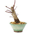 Acer palmatum Deshojo, 14 cm, ± 8 ans