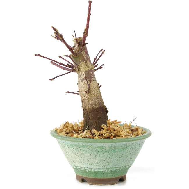 Acer palmatum Deshojo, 14 cm, ± 8 años