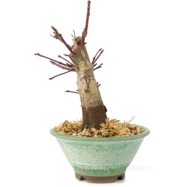 Acer palmatum Deshojo, 14 cm, ± 8 jaar oud