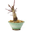 Acer palmatum Deshojo, 14 cm, ± 8 ans