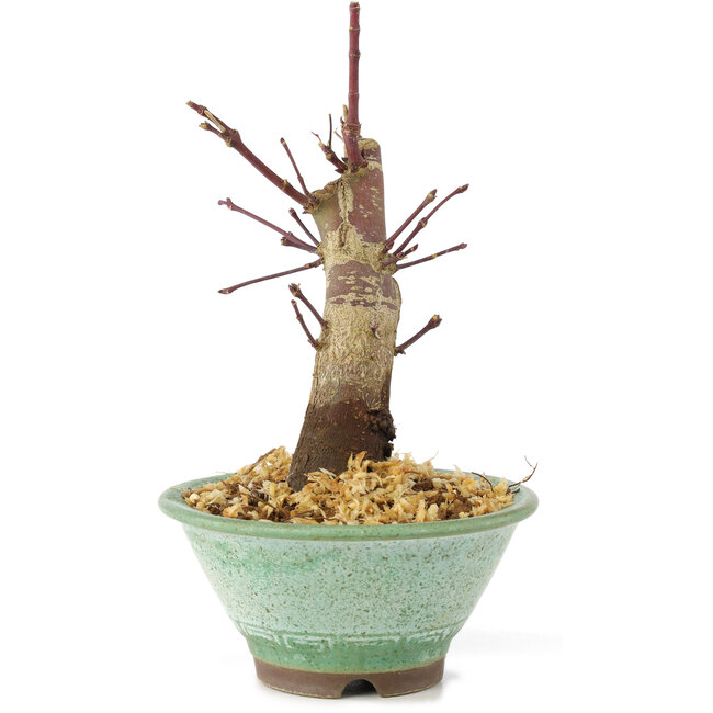 Acer palmatum Deshojo, 14 cm, ± 8 jaar oud