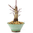 Acer palmatum Deshojo, 14 cm, ± 8 años