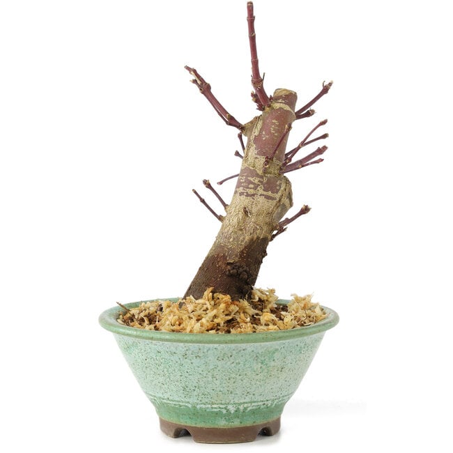 Acer palmatum Deshojo, 14 cm, ± 8 jaar oud
