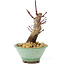 Acer palmatum Deshojo, 14 cm, ± 8 ans