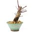 Acer palmatum Deshojo, 14 cm, ± 8 anni