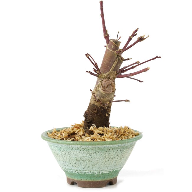 Acer palmatum Deshojo, 14 cm, ± 8 años