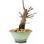 Acer palmatum Deshojo, 14 cm, ± 8 Jahre alt