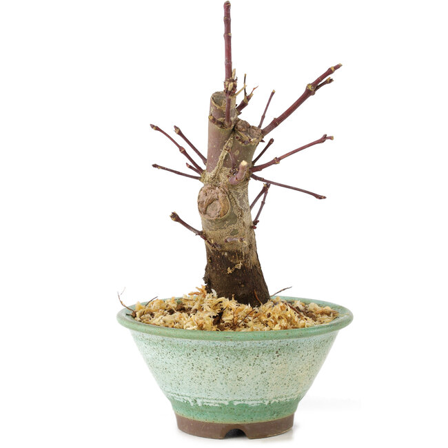 Acer palmatum Deshojo, 14 cm, ± 8 years old