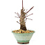 Acer palmatum Deshojo, 14 cm, ± 8 años