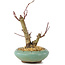 Acer palmatum Deshojo, 14 cm, ± 8 Jahre alt