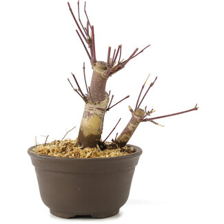 Acer palmatum Deshojo, 14 cm, ± 8 Jahre alt