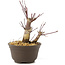 Acer palmatum Deshojo, 14 cm, ± 8 Jahre alt