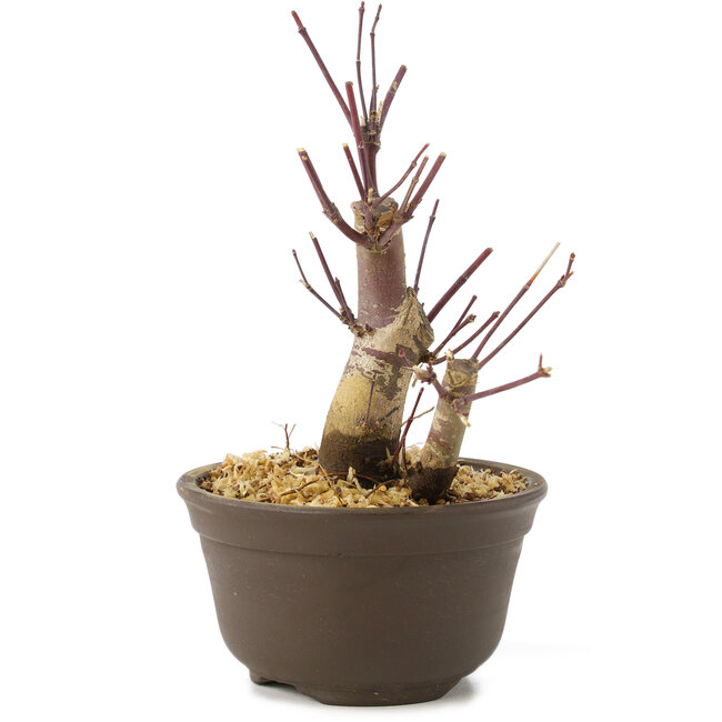Acer palmatum Deshojo, 14 cm, ± 8 years old