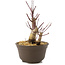 Acer palmatum Deshojo, 14 cm, ± 8 años