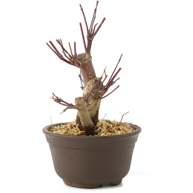 Acer palmatum Deshojo, 14 cm, ± 8 anni