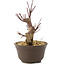 Acer palmatum Deshojo, 14 cm, ± 8 Jahre alt
