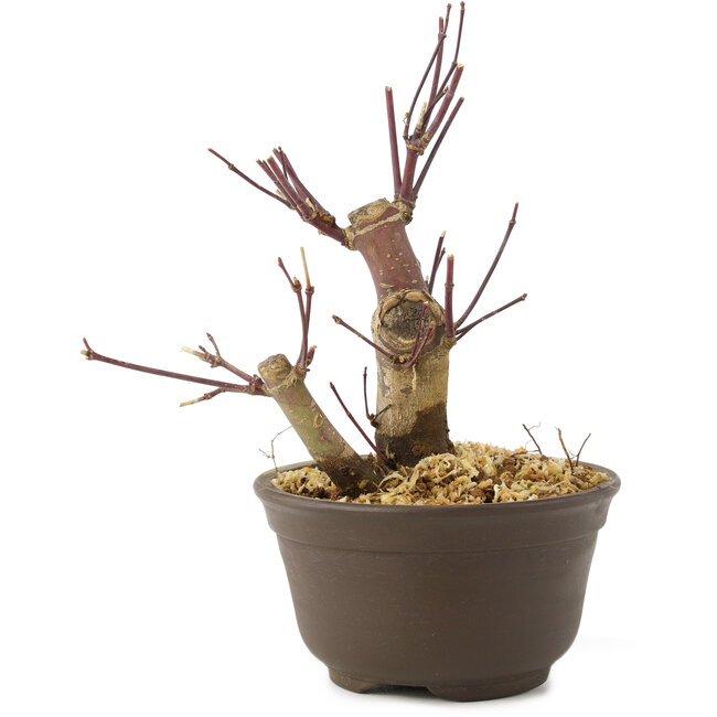Acer palmatum Deshojo, 14 cm, ± 8 ans