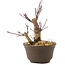 Acer palmatum Deshojo, 14 cm, ± 8 años