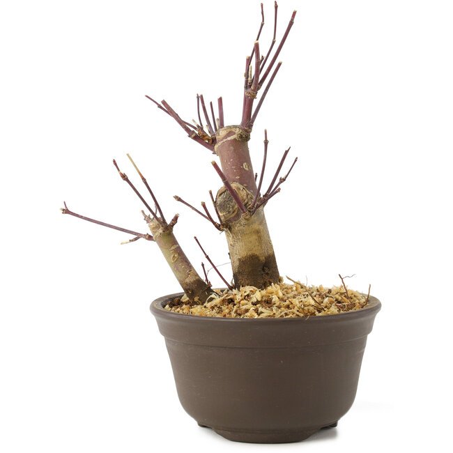 Acer palmatum Deshojo, 14 cm, ± 8 years old
