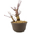 Acer palmatum Deshojo, 14 cm, ± 8 Jahre alt