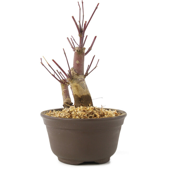 Acer palmatum Deshojo, 14 cm, ± 8 Jahre alt