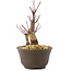 Acer palmatum Deshojo, 14 cm, ± 8 ans