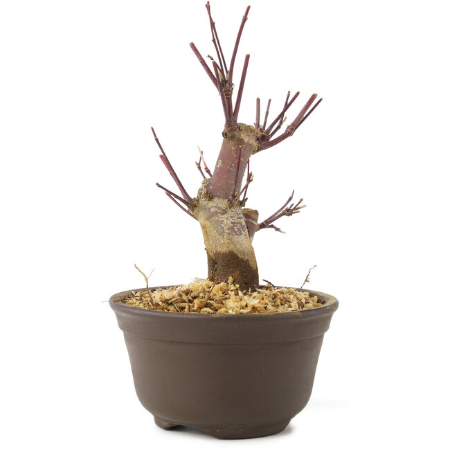 Acer palmatum Deshojo, 14 cm, ± 8 ans