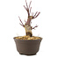 Acer palmatum Deshojo, 14 cm, ± 8 años