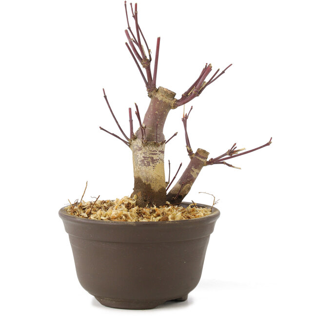 Acer palmatum Deshojo, 14 cm, ± 8 years old